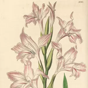 Painted lady gladiolus, Gladiolus carneus