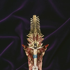 Painted skull of Arius sp. crucifix fish