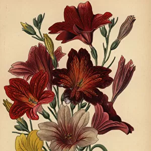 Painted tongue or velvet trumpet flower, Salpiglossis