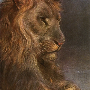 Painting by Paul Meyerheim of a fine lion