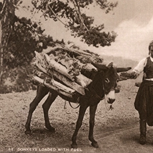 A Pair of Donkeys loaded with fuel, Cyprus