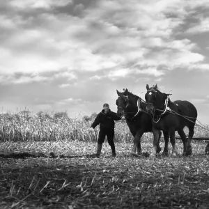 A pair of Suffolk Punch working horses pull a plough