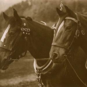 Pair of Working Horses