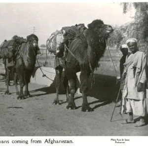 Pakistan - Camel Caravan arriving from Afghanistan