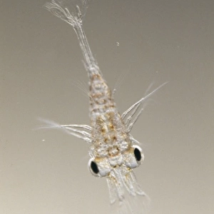 Palaemonetes varians, ditch shrimp larva