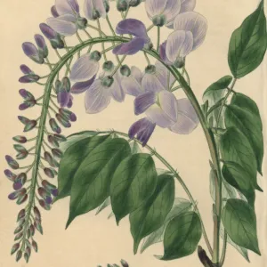 Pale blue and lilac flowered Chinese Glycine