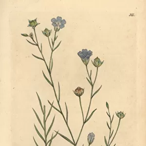Pale flax, Linum angustifolium