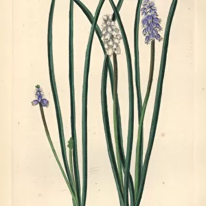 Pale grape hyacinth, Muscari pallens