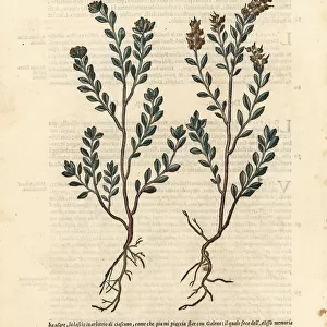 Pale madwort or yellow alyssum, Alyssum alyssoides