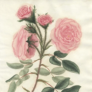 Pale pink moss, Rosa muscosa Provincialis var flore pallida