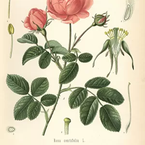 Pale rose, Rosa centifolia
