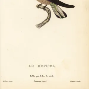 Pale-tailed barbthroat, Threnetes leucurus