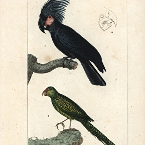 Palm or goliath cockatoo, Probosciger aterrimus
