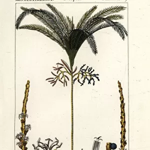 Palm tree, Geonoma maxima