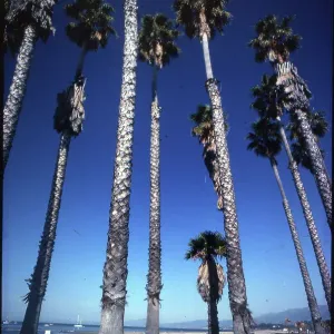 Palm Trees venice Beach, Los Angeles, California, USA Palm Trees venice Beach, Los Angeles, California, USA