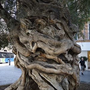 Palma, Mallorca, Spain - Olive tree - Council of Mallorca