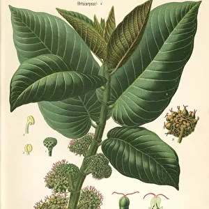Panama rubber tree, Castilla elastica
