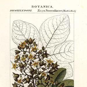 Panama tree or camoruco, Sterculia apetala