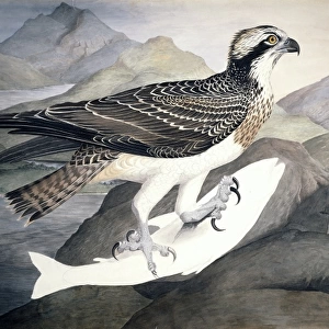 Pandion haliaetus, osprey