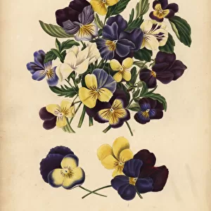 Pansies, Pensees, or Hearts Ease, Thoughts