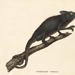 Panther chameleon, Furcifer pardalis