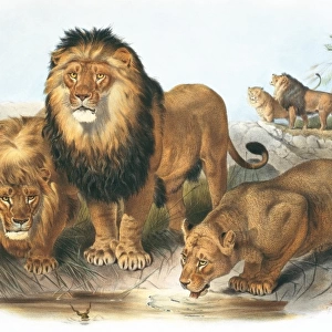 Panthera leo, lion