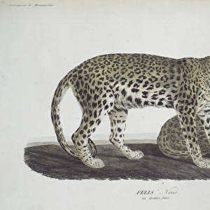 Panthera pardus nimr, Arabian leopard