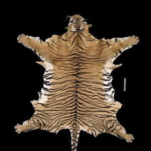 Panthera tigris balica, Balinese tiger