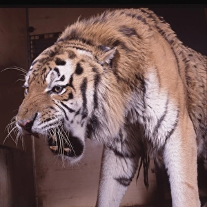 Panthera tigris, tiger
