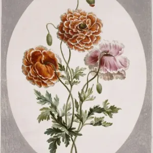 Papaver alpinum, dwarf poppy Papaver alpinum, dwarf poppy