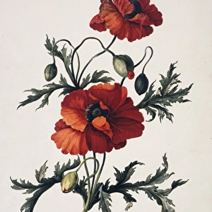 Papaver orientale, oriental poppy