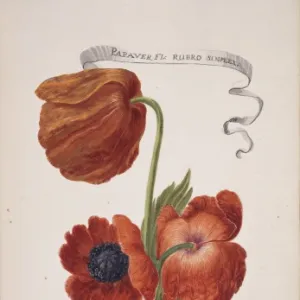 Papaver orientale, oriental poppy