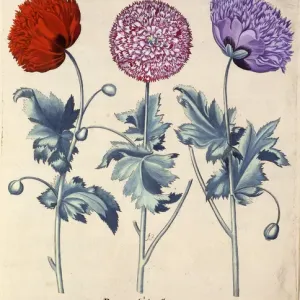 Papaver (Poppy), three varieties Papaver (Poppy), three varieties
