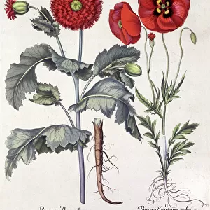 Papaver (Poppy), two varieties