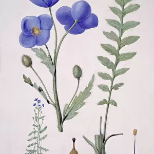 Papaver sp. blue poppy