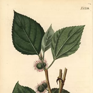 Paper mulberry tree, Broussonetia papyrifera