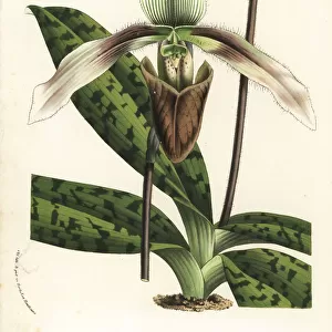 Paphiopedilum dayanum orchid