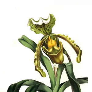 Paphiopedilum insigne orchid