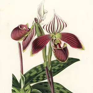 Paphiopedilum purpuratum orchid