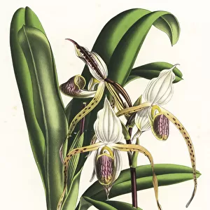 Paphiopedilum stonei orchid