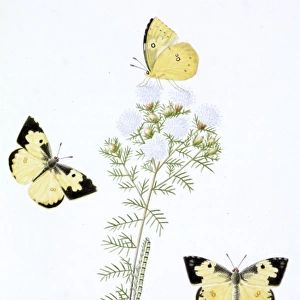 Papilio, clouded yellow butterfly