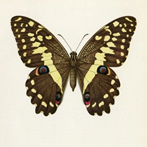 Papilio Demadocus