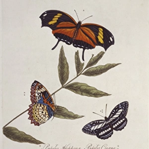 Papilio hippona, Papilio cyane & Papilio coenobita