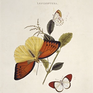 Papilio leucippe and Papilio danae