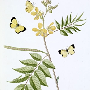 Papilio, little yellow butterfly