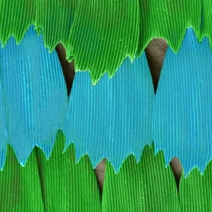 Papilio palinurus, emerald swallowtail Papilio palinurus, emerald swallowtail