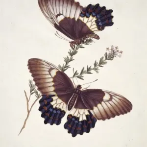 Papilio sp. butterflies Papilio sp. butterflies