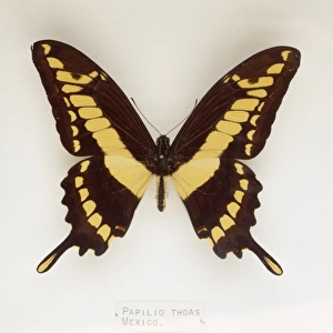 Papilio thoas, swallowtail butterfly