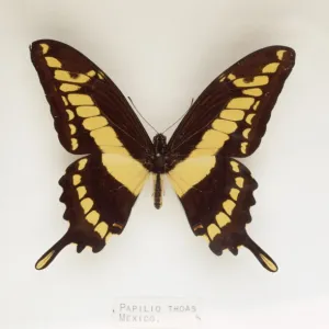 Papilio thoas, swallowtail butterfly