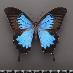 Papilio ulysses, ulysses butterfly